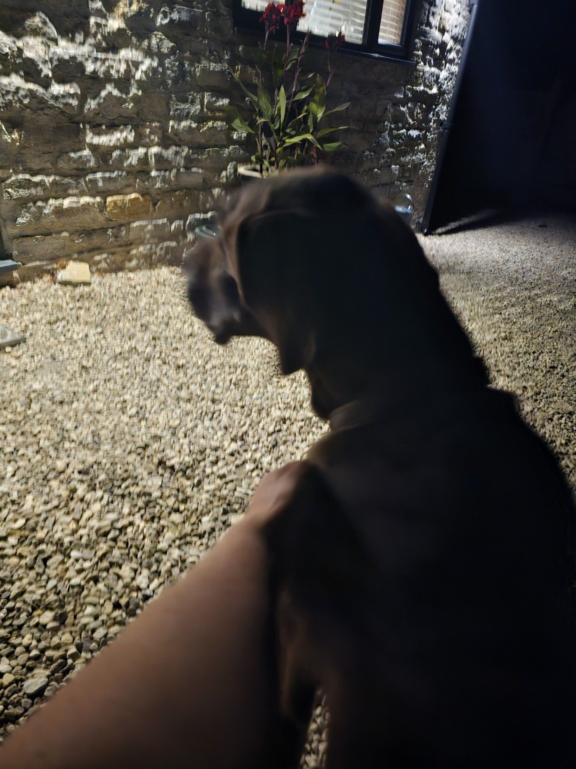 Dog receiving Ruffles pet-visiting care