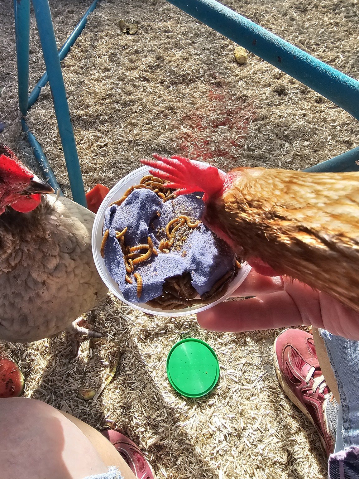 Hens enjoying their Ruffles Hen Hotel holiday