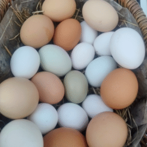 🥚 YOLK Pre‑pay Egg Subscription - 120 Eggs (Option 2)